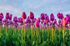 field of tulips with a cloudy sky in HDR